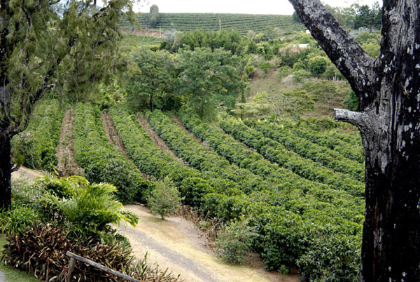 Coffee plantation farm outside San Jose, Costa Rica.