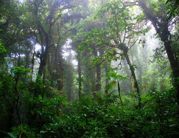 Monteverde cloud forest in Costa Rica.