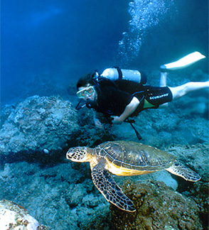 Scuba diving in Manuel Antonio, Costa Rica.