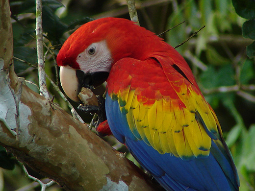 Scarlet+macaw+parrots