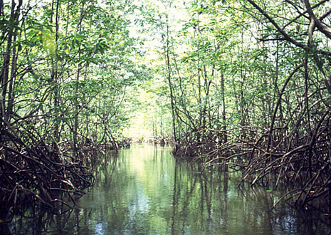 Boat tour through mangrove forests at Damas Island, near Manuel Antonio.