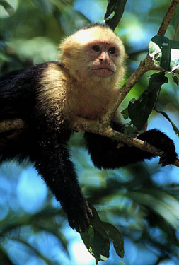 Manu-060405Capuchin_253x375.jpg