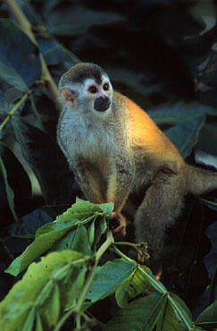 Squirrel Monkey in the rainforest of Costa Rica.