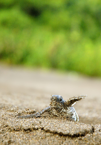 Turtle hatchling struggles toward the surf at Tortuguero, Costa Rica.