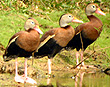 Whistling Ducks