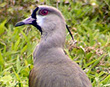 Southern Lapwing