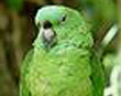 Mealy Parrot