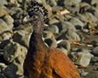 Great Curassow