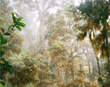 Primordial rainforest