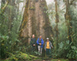 Big tree
