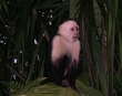 White-faced Monkey
