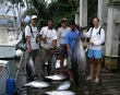 160-lb tuna