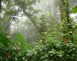 Cloud forest