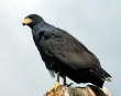 Black hawk