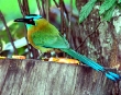 Motmot
