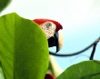 Scarlet Macaw