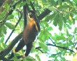 Spider Monkey