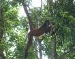 Handy prehensile tail
