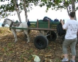Horsecart