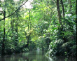 Rainforest creek