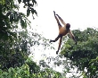 Spider Monkey