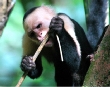 White-faced Capuchin