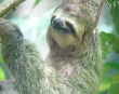 Sloth
