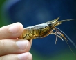 Fresh water shrimp