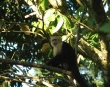 Capuchin