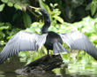 Anhinga