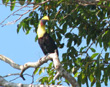 Toucan