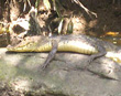Caiman on a log
