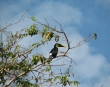 Toucan on branch