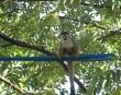 Squirrel Monkey