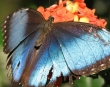 Blue morpho