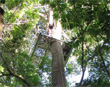 Tree platform