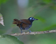 Chestnut-backd Antbird
