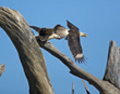 Yellow-headed Caracara
