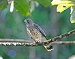 Broad-winged Hawk
