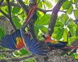 Squabbling Macaws