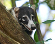 Coatimundi