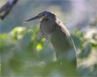 Tiger Heron