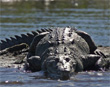 Big Crocodile