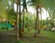 Tortuguero Palms
