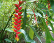 Heliconia