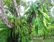 Bromeliad, Drake Bay