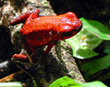 Poison Dart Frog