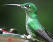 Hummingbird