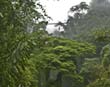 Arenal hanging bridge