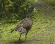 Female Great Curassow